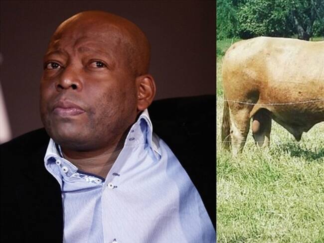 Recuperan las reses que habían sido hurtadas de la finca del Tino Asprilla. Foto: