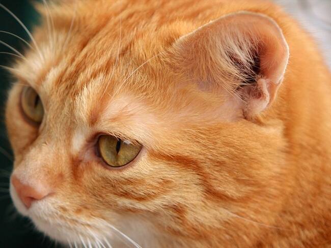 La iniciativa, traída originalmente del Japón busca impactar y reducir el maltrato y abandono animal. Foto: Pixabay