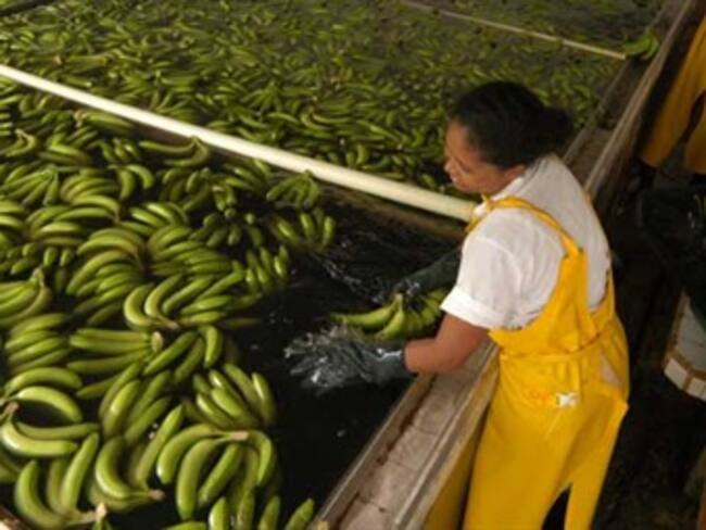 BanAgrario aprobó línea de créditos para sector bananero por $53.000 millones