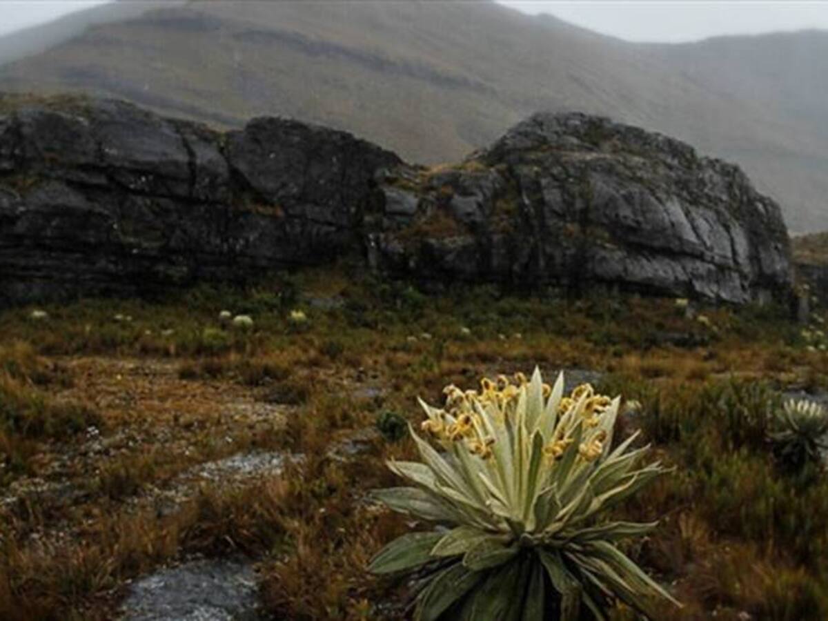 Ordenan a tres ministros hacer presencia en zona de influencia del páramo de Pisba