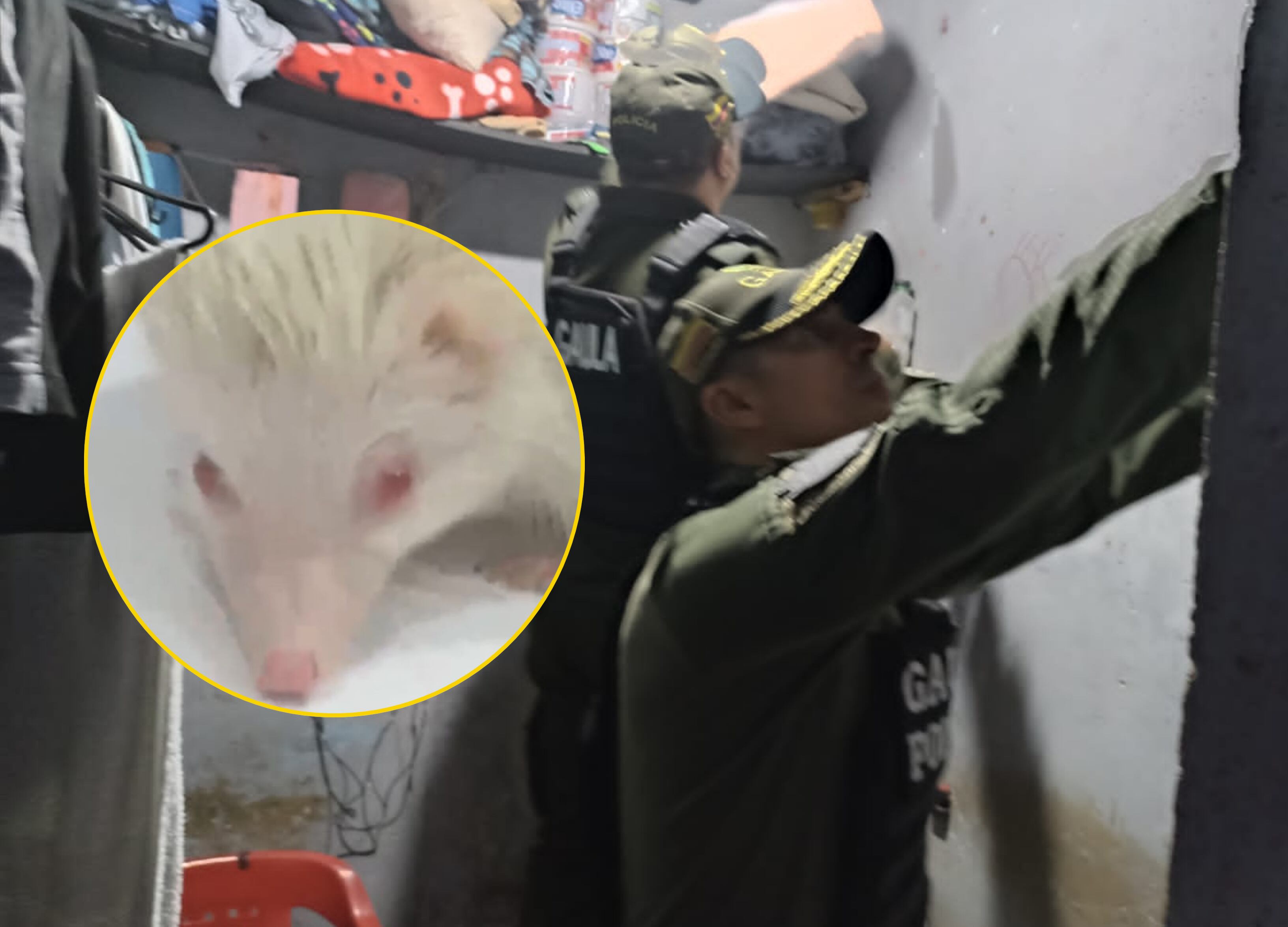 Erizo albino rescatado en cárcel Bellavista | Fotos: Suministradas