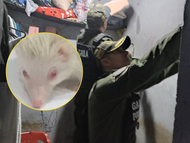 Erizo albino rescatado en cárcel Bellavista | Fotos: Suministradas