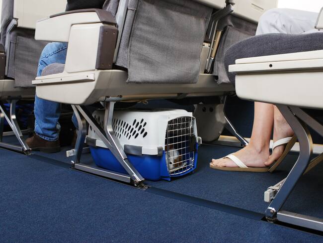 Hubo negligencia por parte de la aerolínea: hermana de dueña de perro que murió en un vuelo