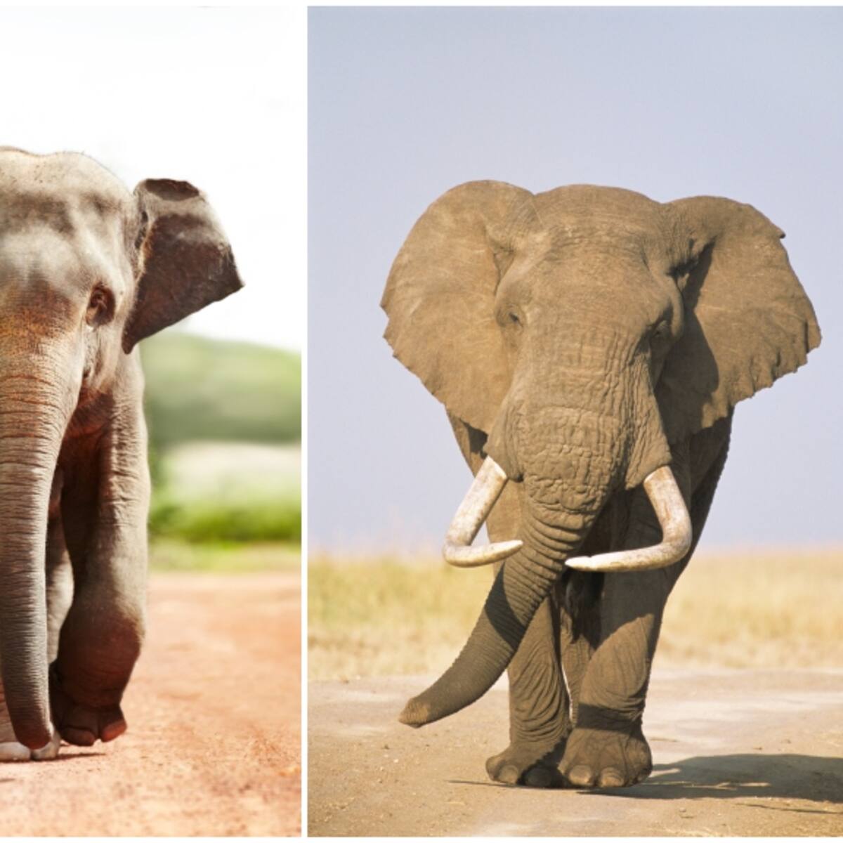 7 diferencias físicas entre elefantes asiáticos y africanos: ¿cuál es más grande?