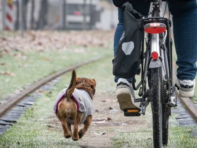 ¿Sabe cuánto equivale un año perruno en años humanos?