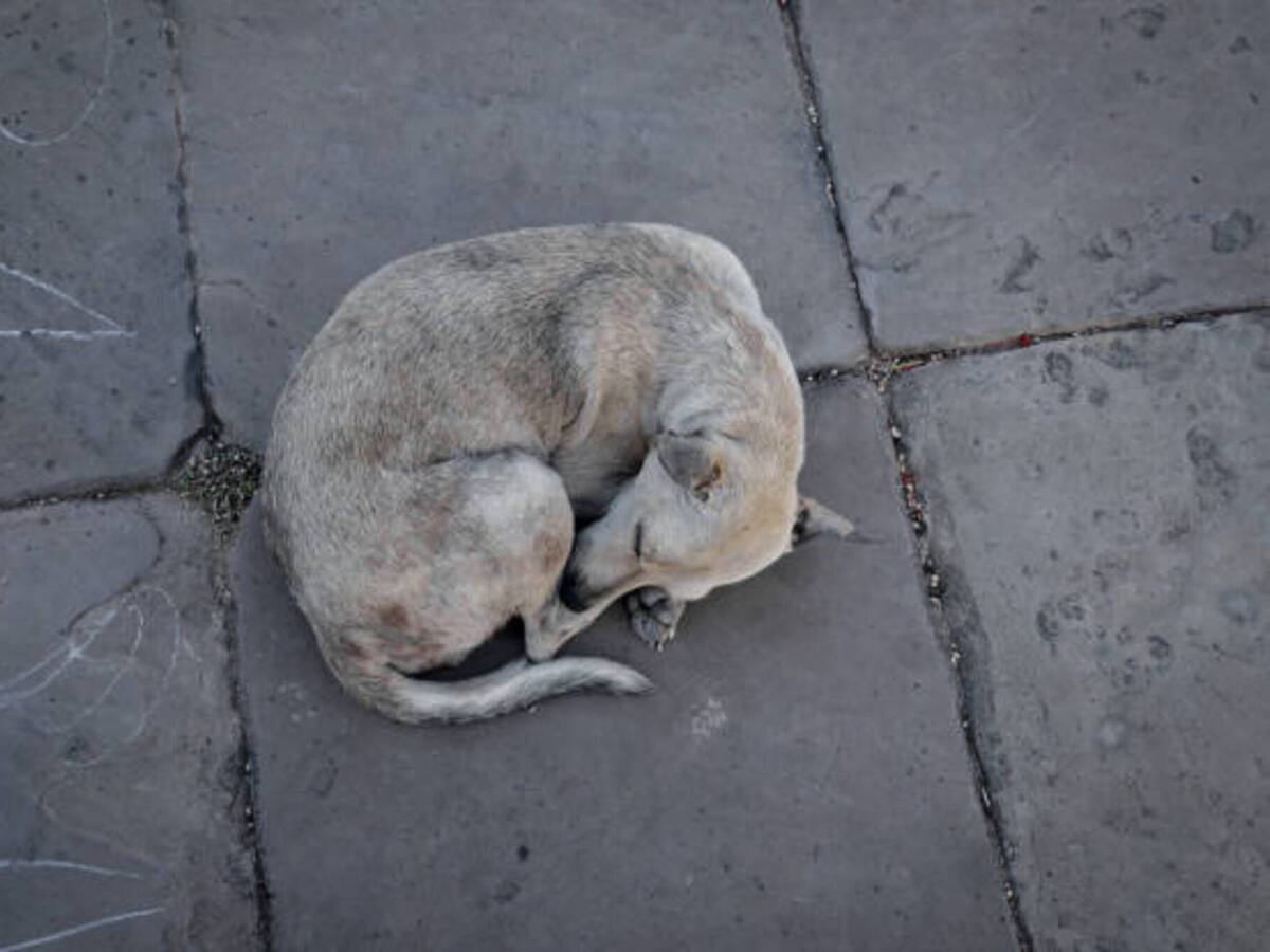 Senadora denuncia crítica atención a los animales en Santa Marta