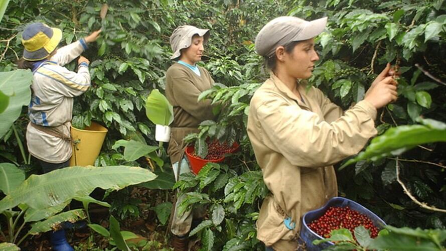 Recolección de café. Foto: Colprensa