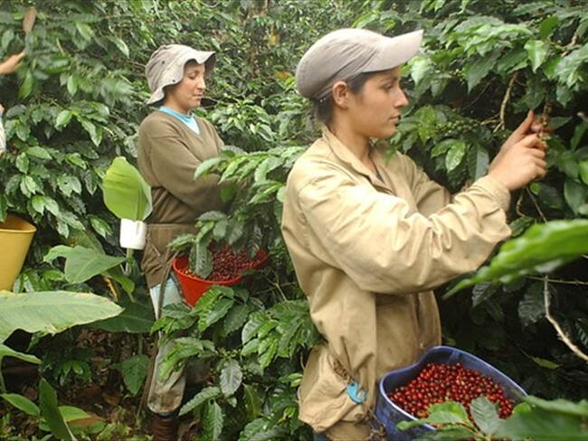 Recolección de café. Foto: Colprensa