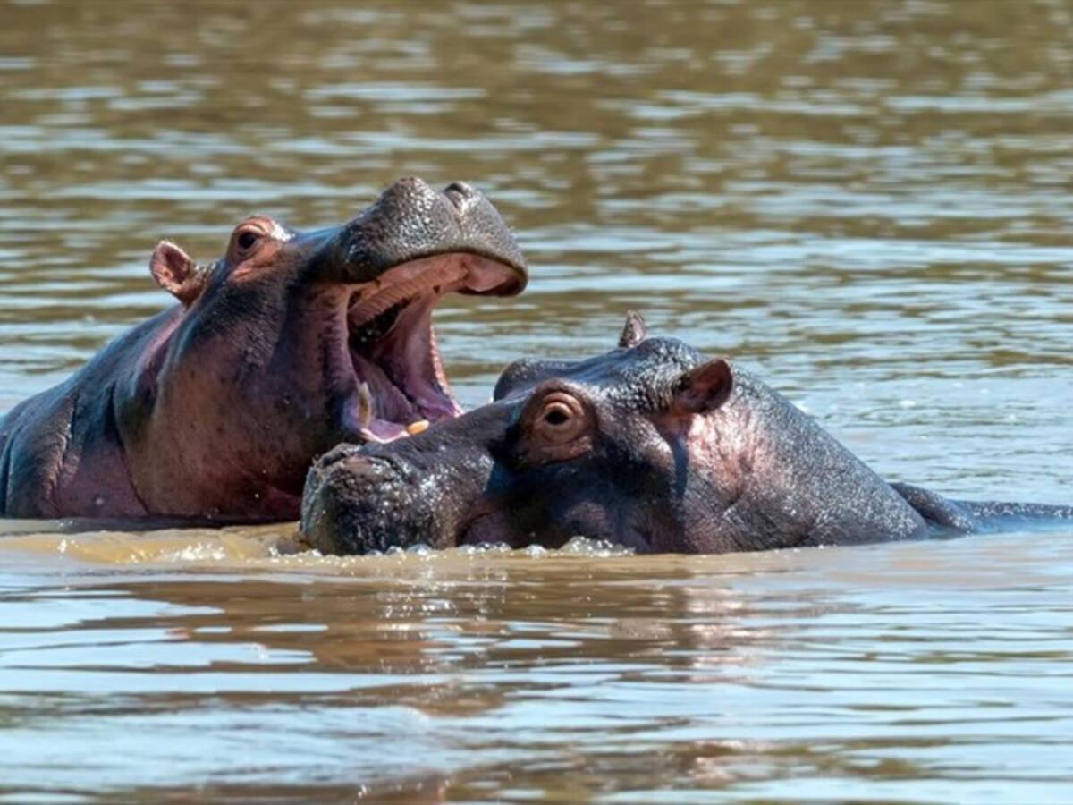 Crean mesa técnica para determinar acciones por presencia de hipopótamos en Puerto Boyacá