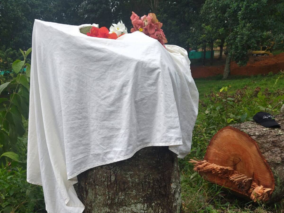 Ambientalistas hacen campamento para evitar tala de árboles en Piedecuesta