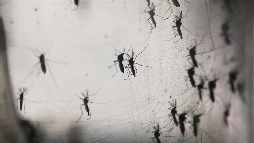 El plan de liberar mosquitos en los Cayos de Florida ya ha sido aprobado por el estado y la Agencia de Protección Ambiental. Foto: Getty Images