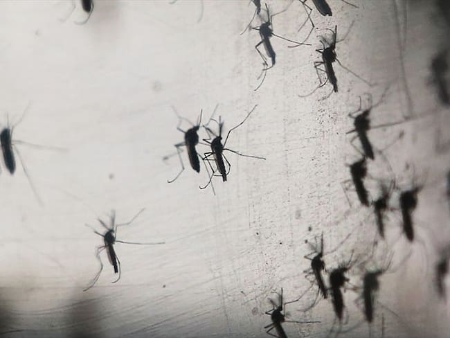 El plan de liberar mosquitos en los Cayos de Florida ya ha sido aprobado por el estado y la Agencia de Protección Ambiental. Foto: Getty Images