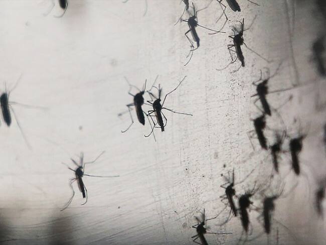 El plan de liberar mosquitos en los Cayos de Florida ya ha sido aprobado por el estado y la Agencia de Protección Ambiental. Foto: Getty Images