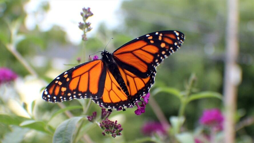 En México ha disminuido el número de mariposas monarca que llegan a su territorio luego de su migración desde Canadá. Foto: Getty Images