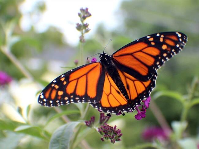 En México ha disminuido el número de mariposas monarca que llegan a su territorio luego de su migración desde Canadá. Foto: Getty Images
