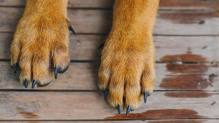 De 2.900 esterilizaciones por año que se estaban realizando, en 2020 tan solo se registraron 80 en Duitama.   . Foto: Getty Images