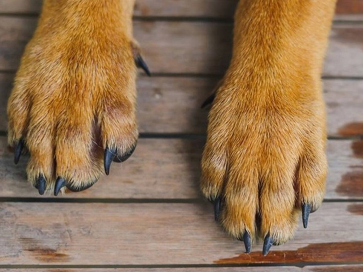 Denuncian supuesto canibalismo entre perros en Duitama