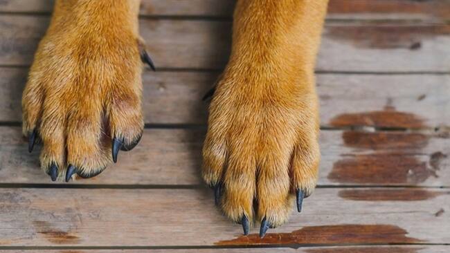 De 2.900 esterilizaciones por año que se estaban realizando, en 2020 tan solo se registraron 80 en Duitama. . Foto: Getty Images