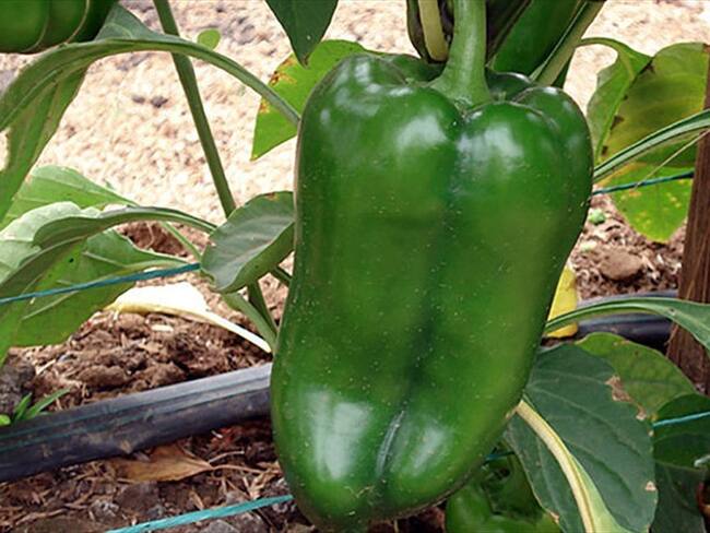 Gracias a su vocación agraria, estas personas le apuntan a trasnombrar el municipio con sus proyectos económicos. Foto: Colprensa