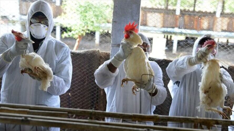 El temor a una pandemia ha llevado a extremar las precauciones ante la gripe aviar. Foto: Getty / BBC Mundo.