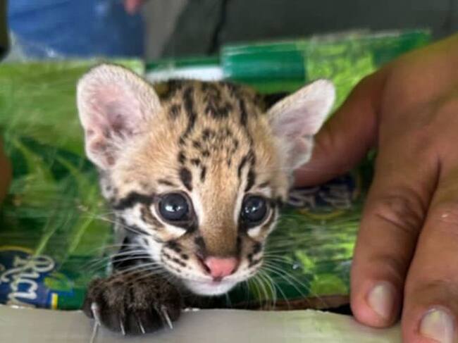 Animal rescatado/ Policía Metropolitana de Santa Marta