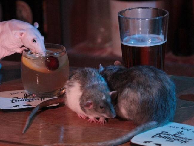“The Rat Bar”, el bar en el que ratas y ratones acompañan su estadía