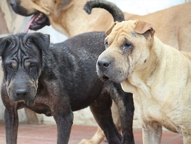 Envenenamiento masivo de perros en Yarumal, Antioquia