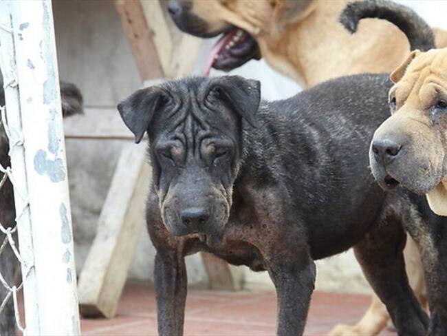 Envenenamiento masivo de perros en Yarumal, Antioquia