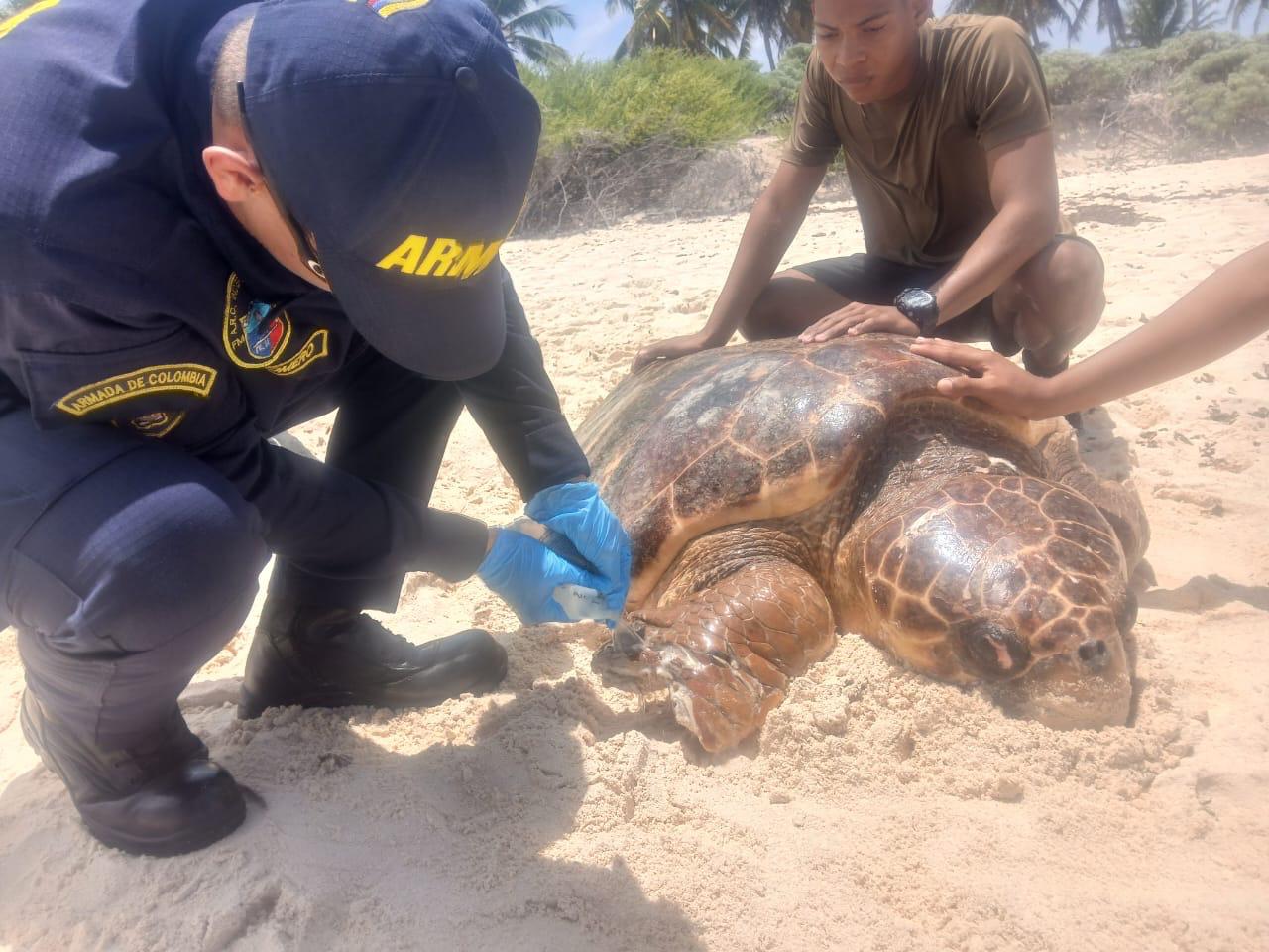 Armada Nacional rescató a tortuga herida en San Andrés. Foto: suministrada.