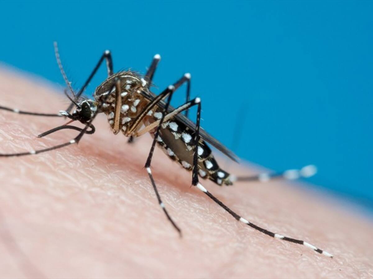 El hombre que se contagió de Dengue mientras estaba en cuarentena por coronavirus