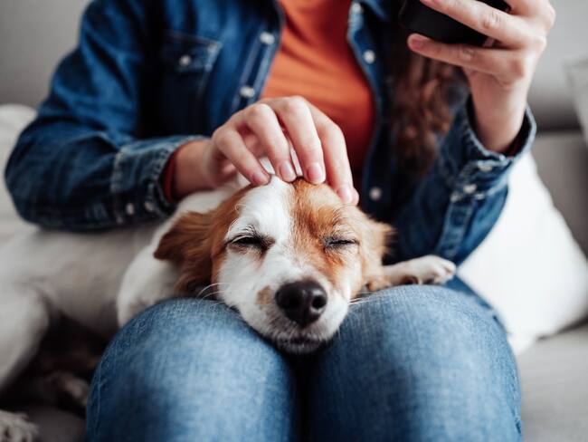 Alerta en Bogotá por envenenamiento de perros en parques, ¿cuáles son los síntomas?