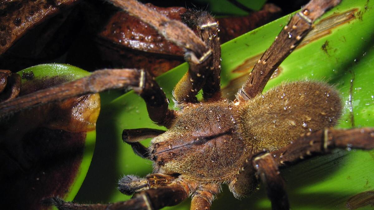 Estas serían las cinco especies de arañas más peligrosas del mundo: dos se encuentran en Colombia