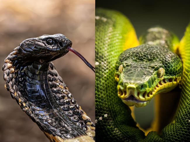 Cobra real y Boca constrictor. Fotos: Getty Images.