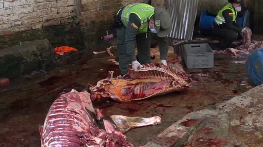 Carne Caballo . Foto: Tomada del video de incautación