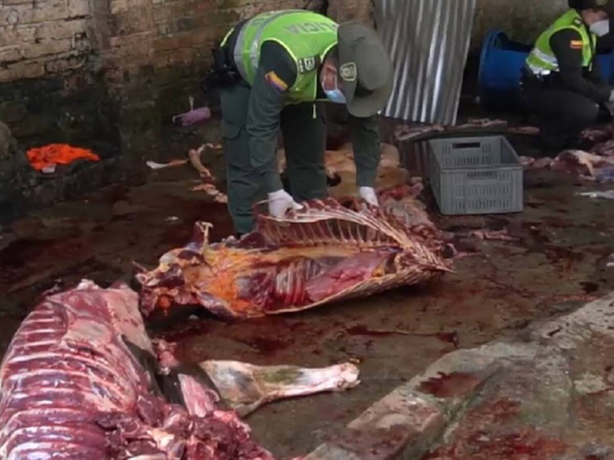 Matadero clandestino comercializaba carne de burro y caballo en Bucaramanga