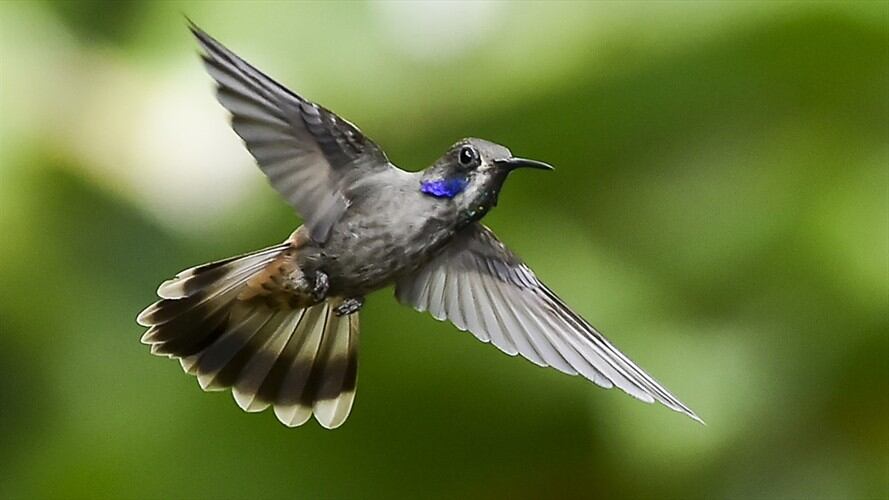 Colibrí    . Foto: Getty Images