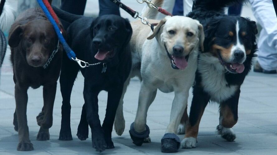 Denuncian maltrato a un perro en Cajicá. Foto: Colprensa