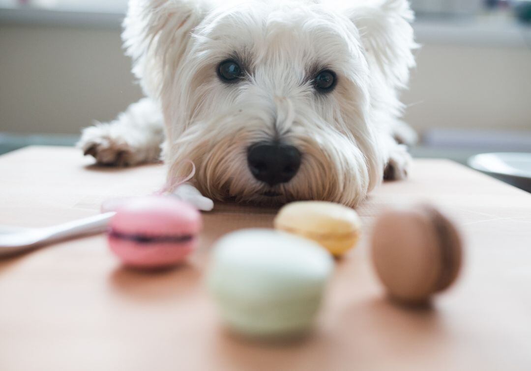 19062022_perro_dulces_referencia_GettyImages