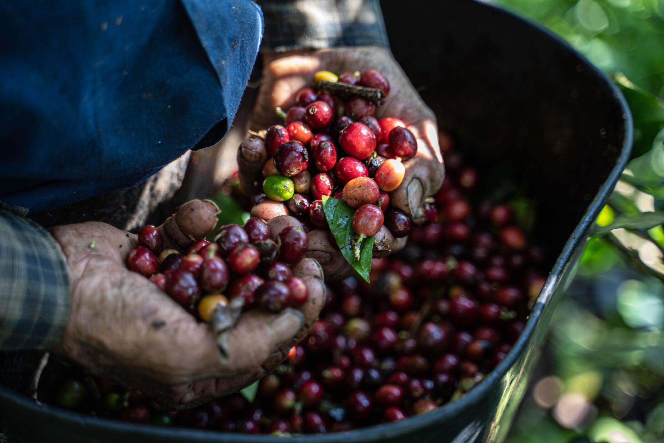 Imagen de referencia cafeteros colombianos. Foto: GettyImages