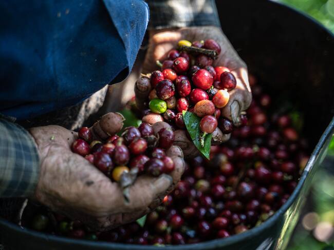 Imagen de referencia cafeteros colombianos. Foto: GettyImages