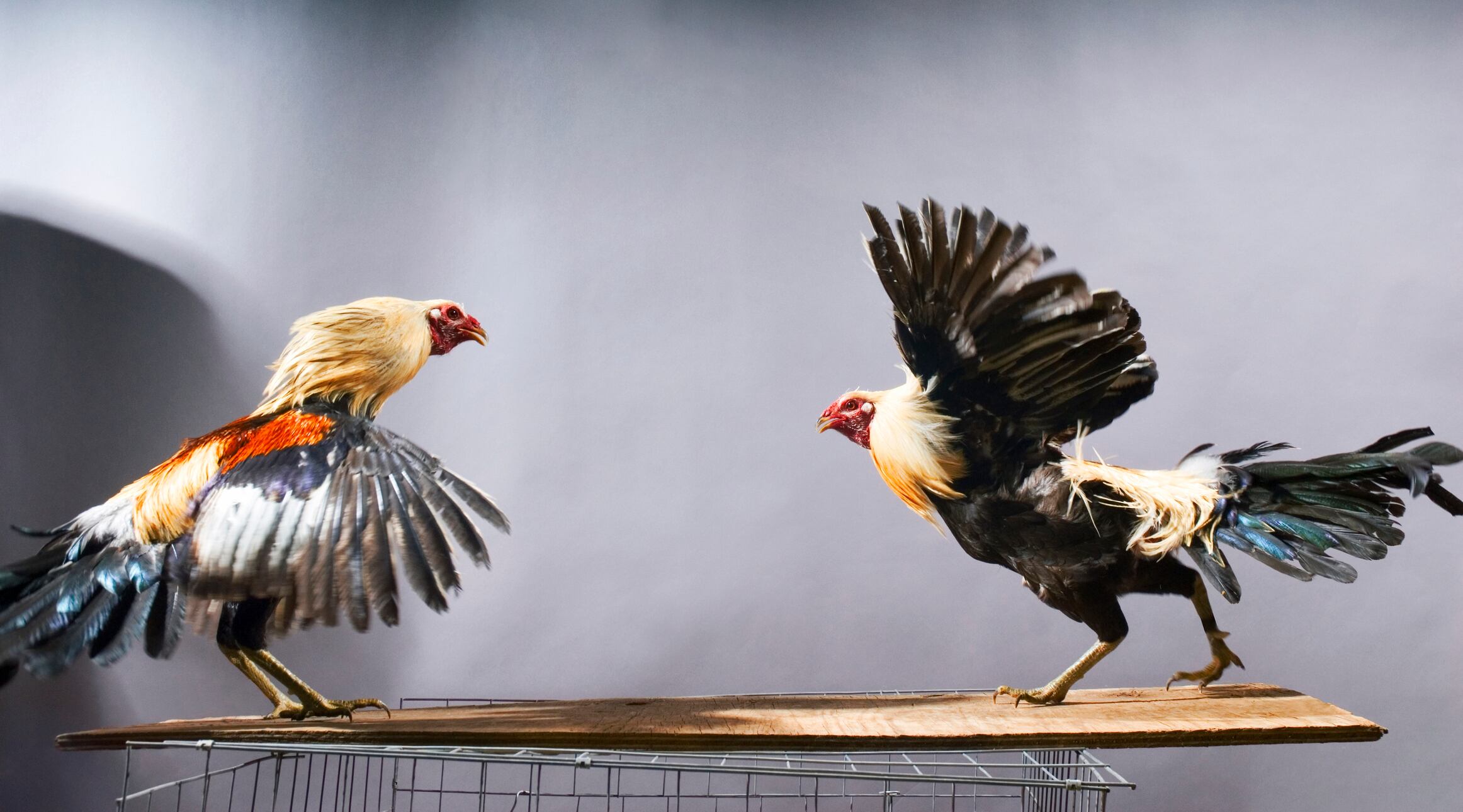 Pelea de gallos imagen de referencia. Foto: Getty Images.