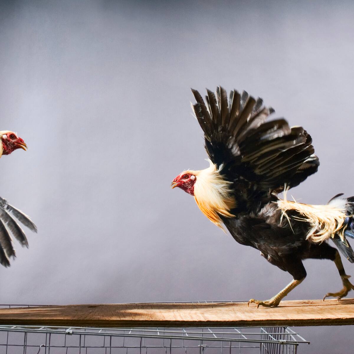 ¿Regular o no las peleas de gallos, corridas de toros y corralejas? Congreso debate
