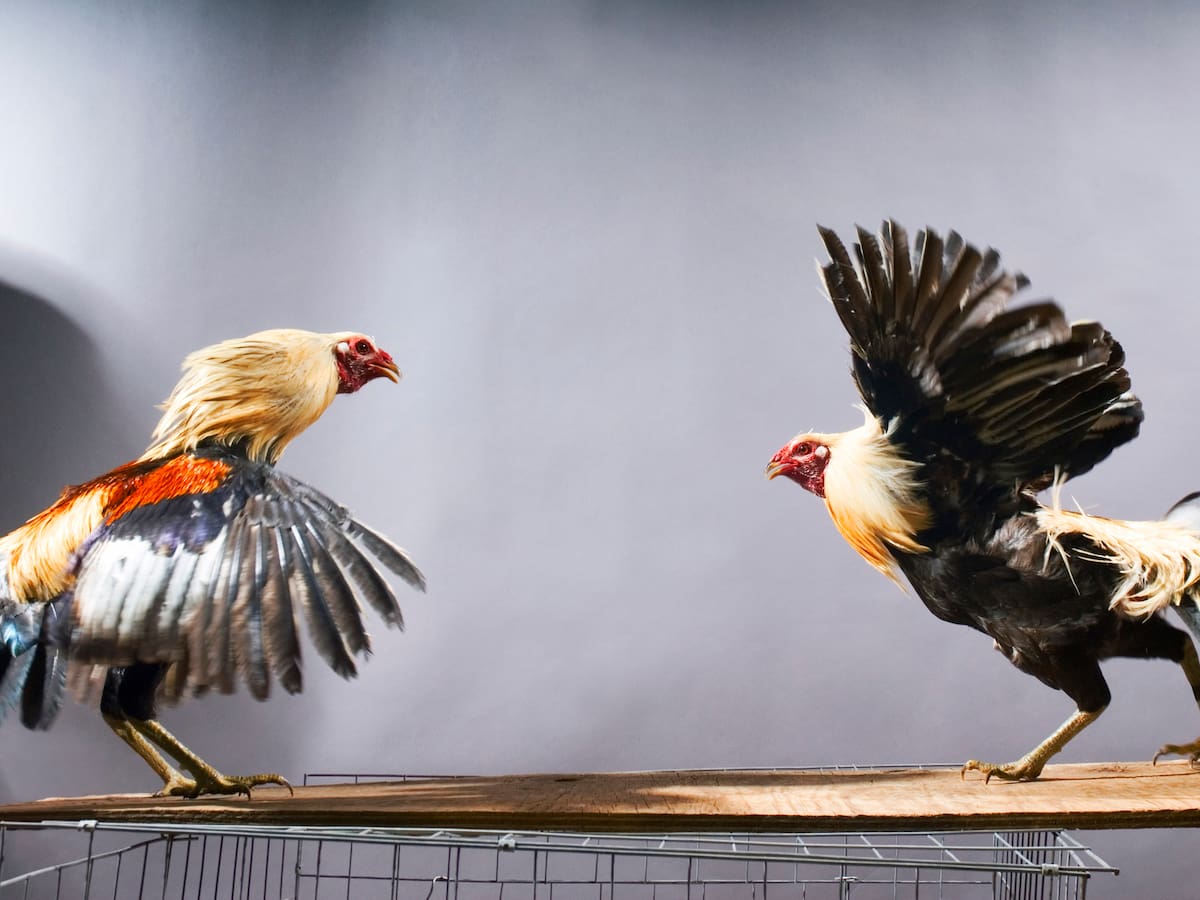 ¿Regular o no las peleas de gallos, corridas de toros y corralejas? Congreso debate