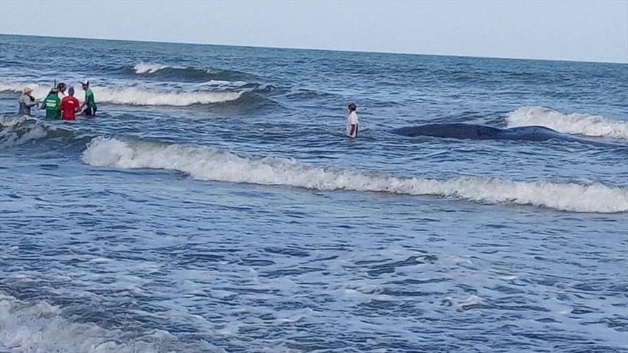Por muerte de ballena, restringen el ingreso a las playas del corregimiento Cristo Rey en Córdoba.Foto:CVS.