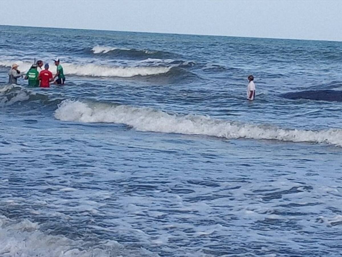 Por muerte de ballena, restringen el ingreso a las playas del corregimiento Cristo Rey