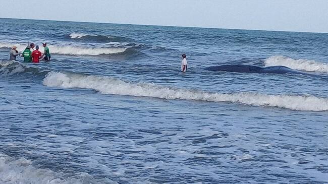 Por muerte de ballena, restringen el ingreso a las playas del corregimiento Cristo Rey en Córdoba.Foto:CVS.