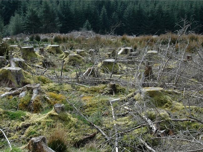 Deforestación en Parque Nacional Natural Tinigua está asociada a especulación de tierras