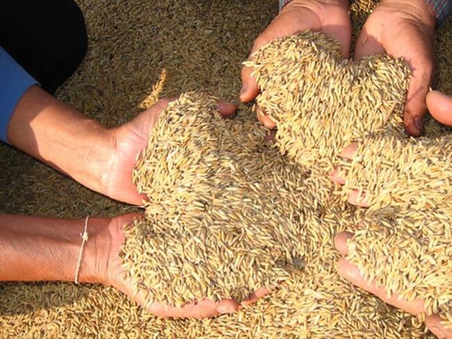 Arroz colombiano. Foto: Colprensa
