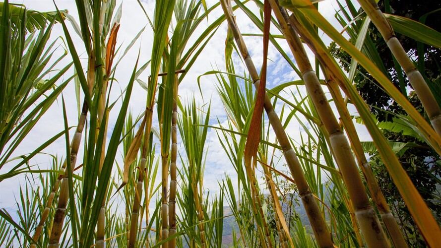 Asocaña asegura ser víctima constante de disidencias y narcotráfico en el Valle y en el Cauca. Foto: Getty/  Aldo Pavan.