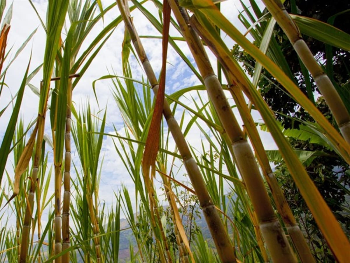 Asocaña asegura ser víctima constante de disidencias y narcotráfico en el Valle y en el Cauca